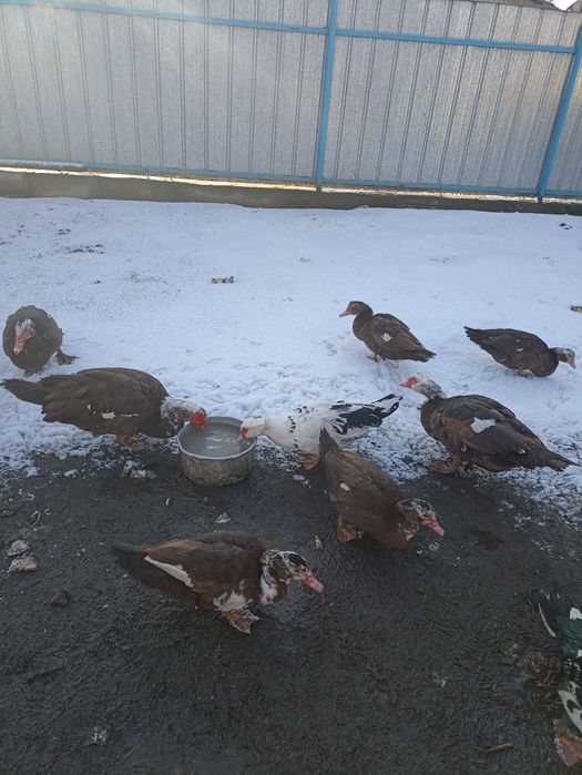 Продам Индоуток шипунов