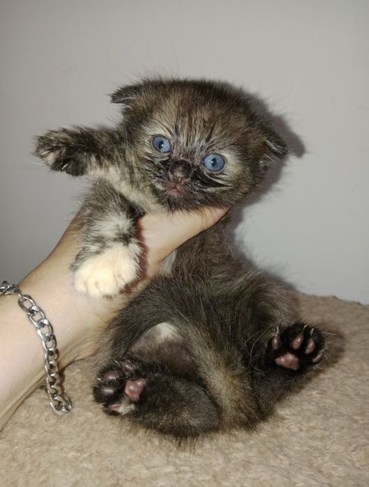 Вислоухие котята