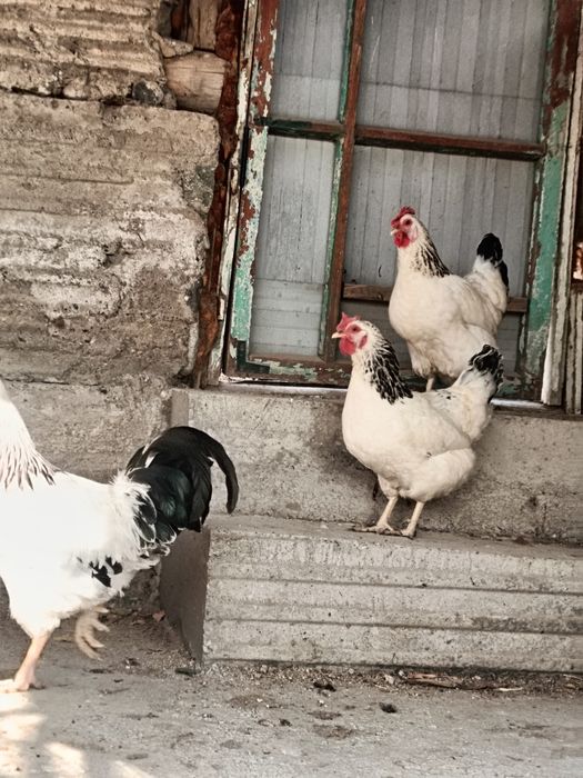 Адлер товуқлар сотилади 1/2