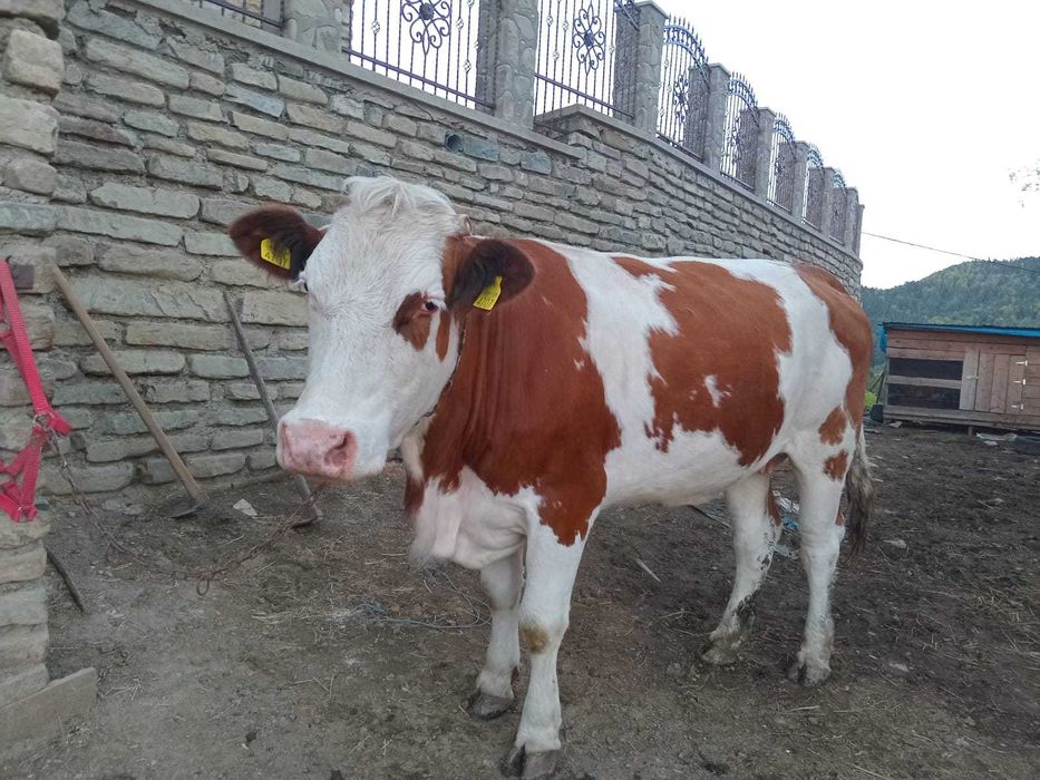 Vaca de vânzare bălțată romaneasca