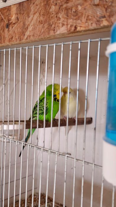 Vând pereche perusi