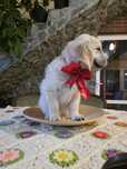 Pui Golden Retriever
Varsta 2 luni
Parintii sunt din linii genetice de