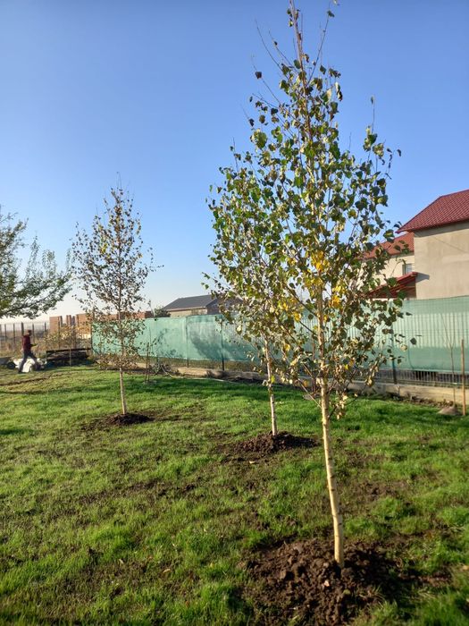 Vând mesteacăn alb ornamental