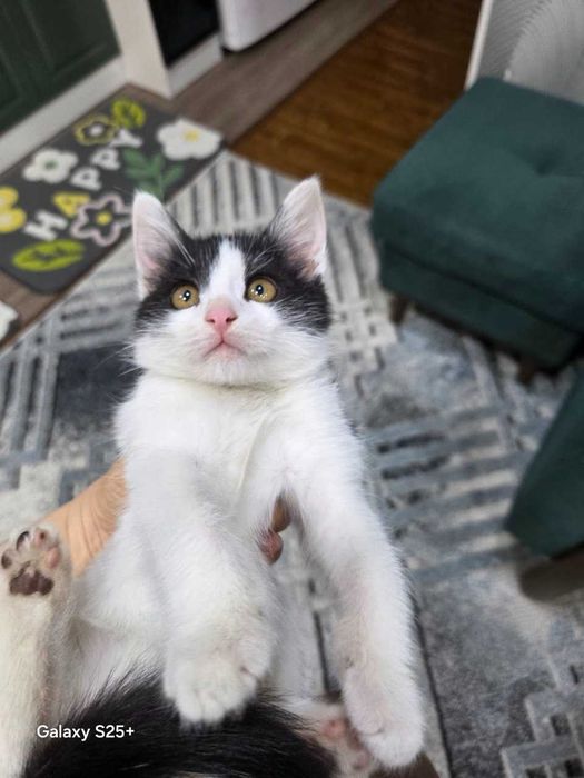 Умный, ласковый котёнок подарит радость!