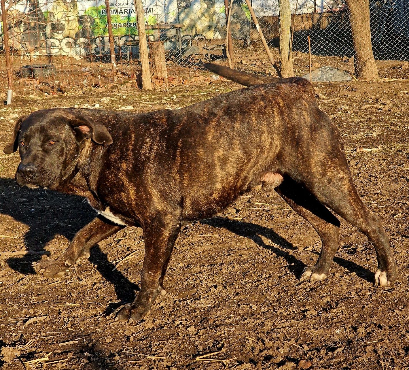 Presa Canario schimb cu electronice