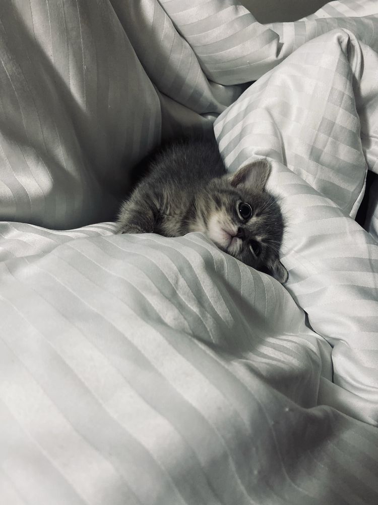 Продается котенок