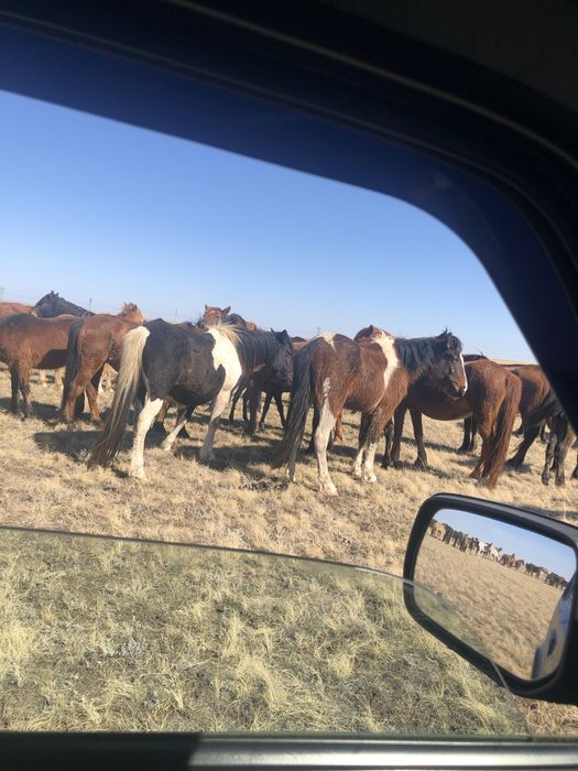 Продам лошадей