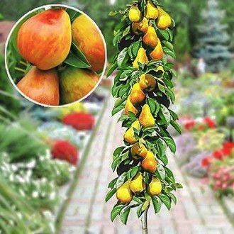 Pomi Fructiferi Columnari PĂR