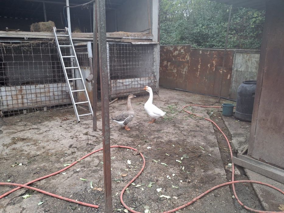 Vand o gasca si un gascan