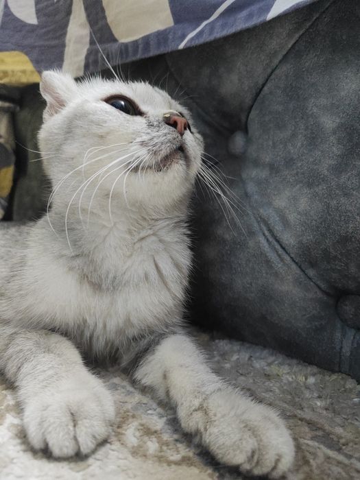 Продаю кошку шотландская порода