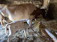 Vaca de vanzare cu vitel