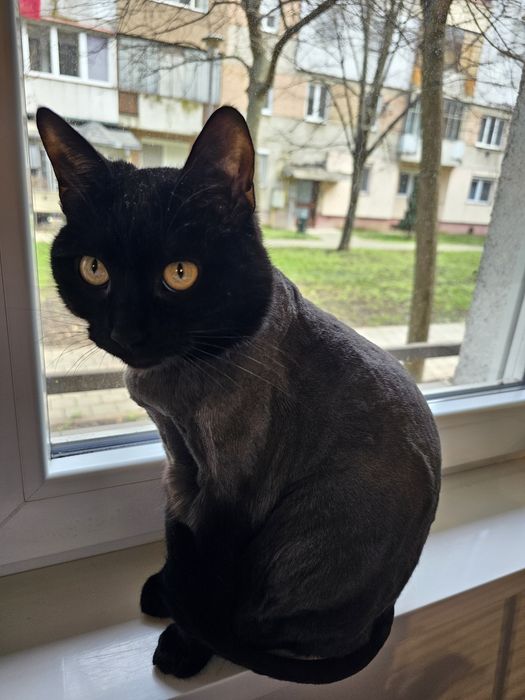 Pisici prietenoase de donat