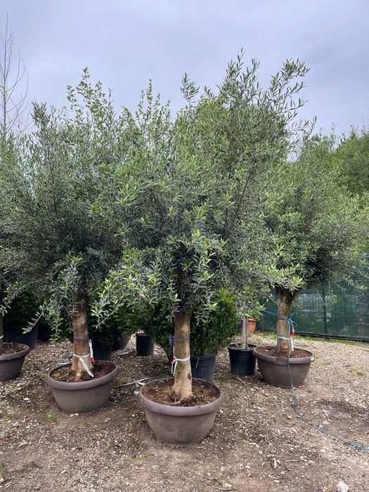 Măslini seculari calitate extra transport gratuit