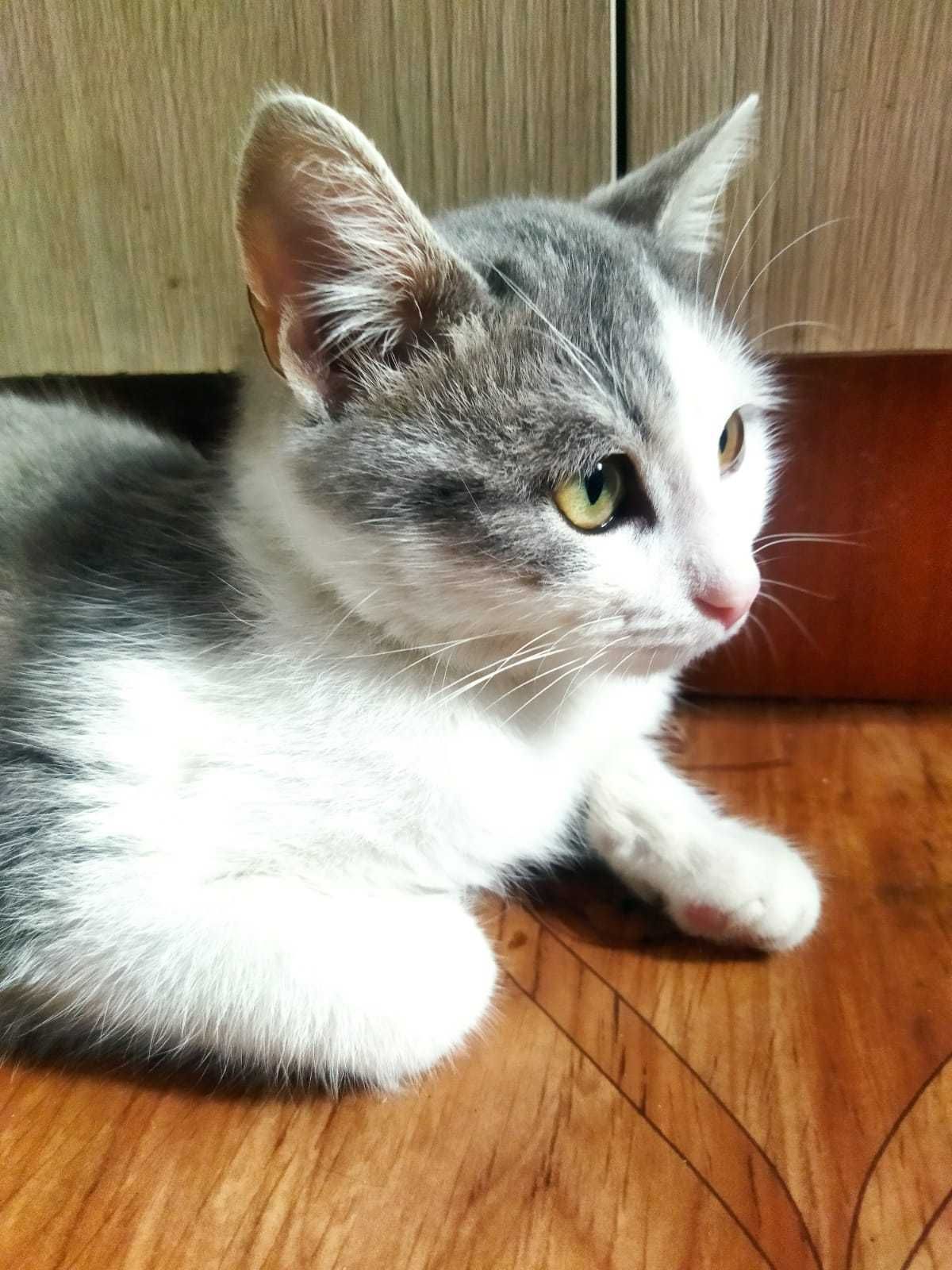 Серо-белый котик
