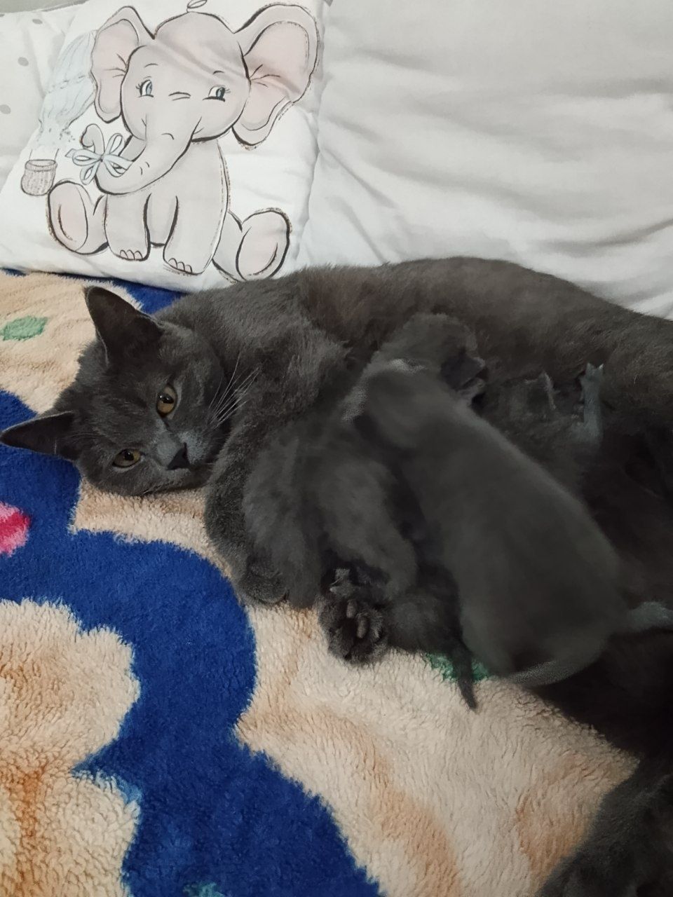 Маленький кошки продаётся