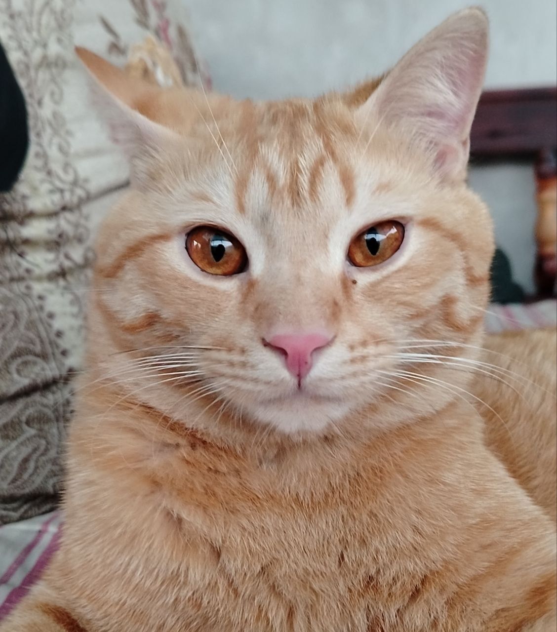 Кошка бесплатно отдаётся аботливому человеку.
