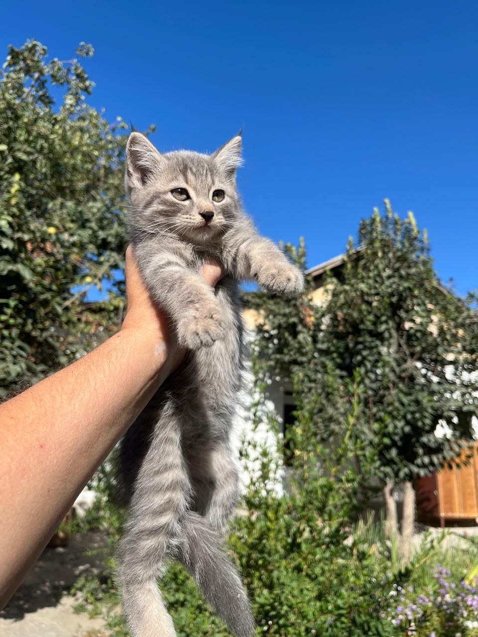 Котята бесплатно