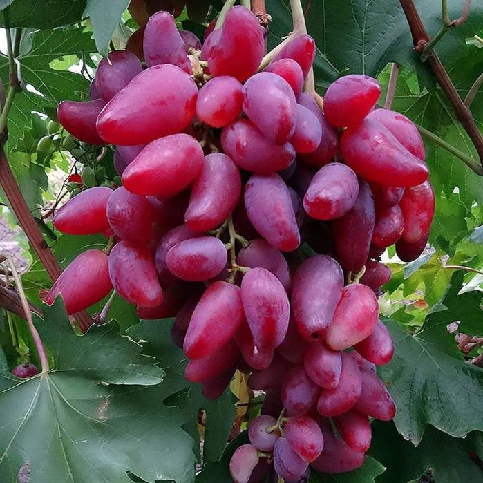 Vita de vie soiul Ametyst