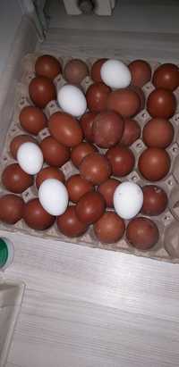 Ouă pentru incubat rasa marans