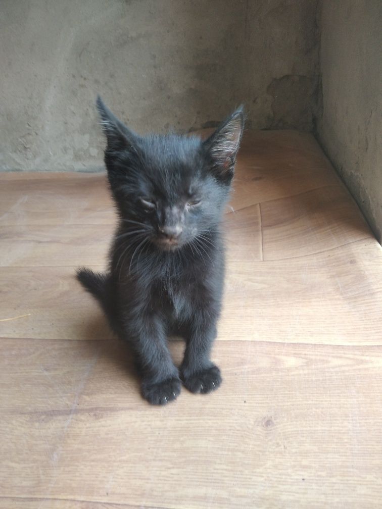 Mushukcha bir urg'ochi, bir erkak