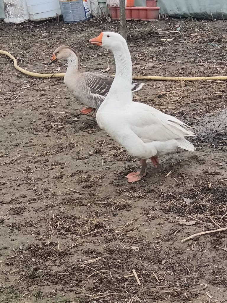 Vând 2 gâște și un gâscan