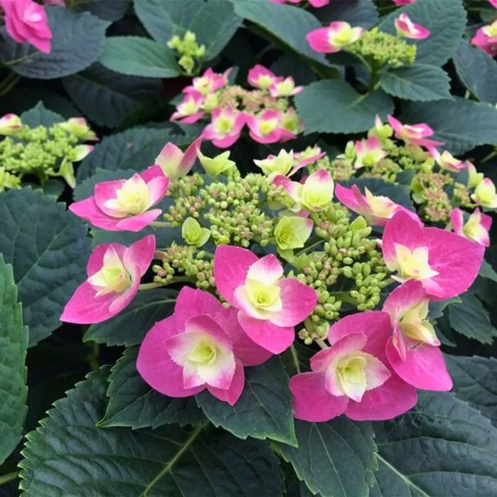 Гортензия крупнолистная, Flame hot pink, купить саженцы в Алматы