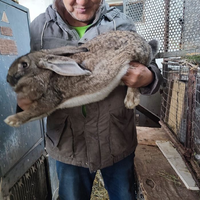 Продаются кролики фландр