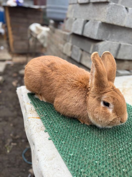 De vânzare iepuroi neozeelandez