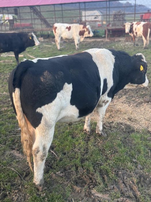 Vand tairi, baltata romaneasca