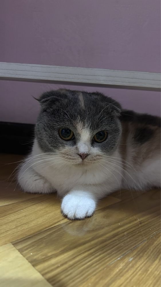 Yoshi: 1.5, Jinsi:Ayol