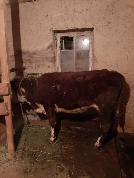 Продам телку откормленую