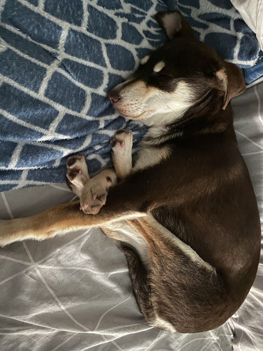 Подарявам малко кученце