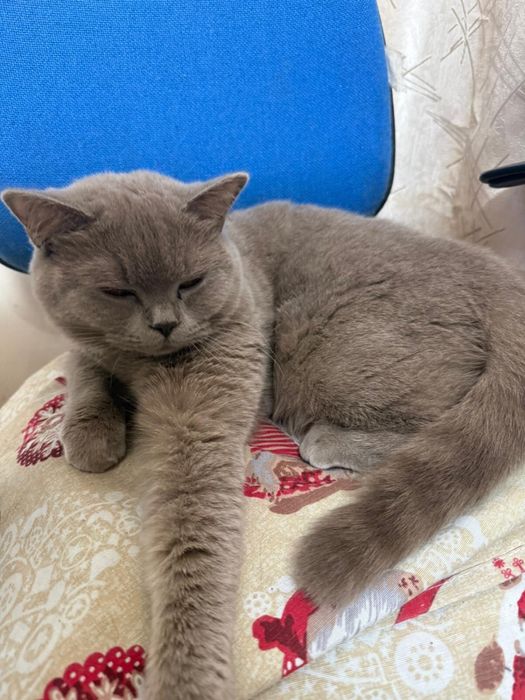 Британска късокосместа