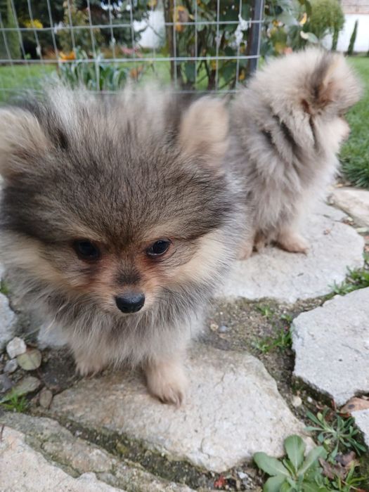 Мъжки Померанчета