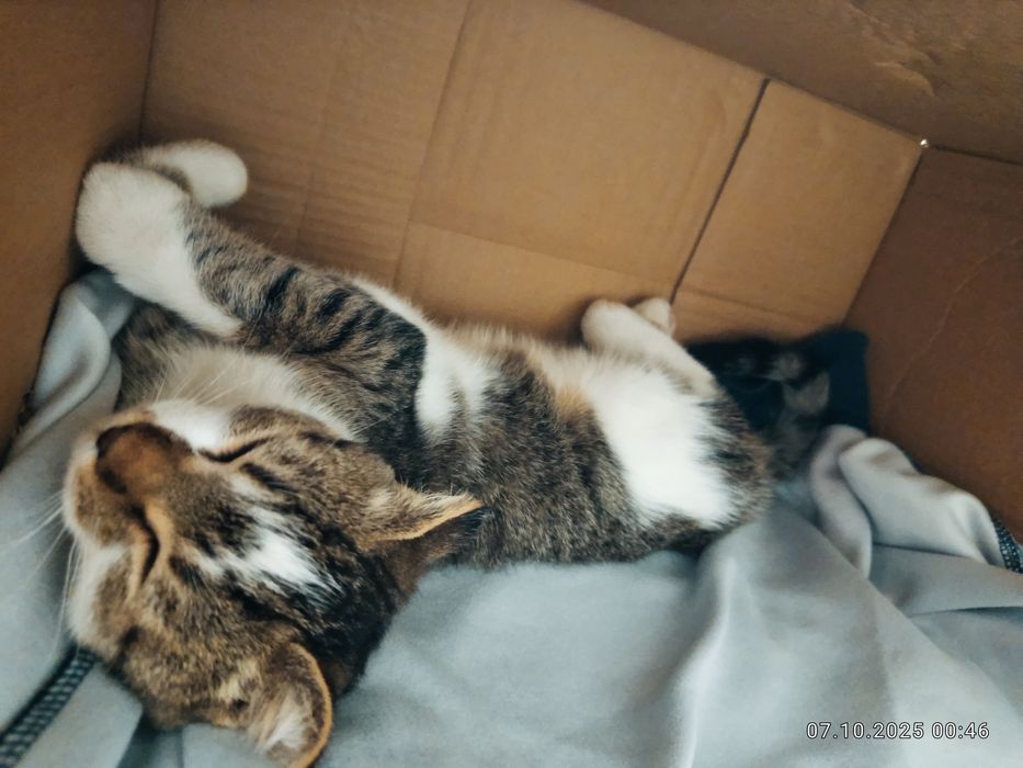 Котенок, отдаем добрым людям