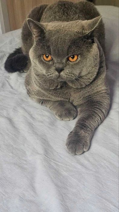Вязка ! Чистокровный британский короткошерстный кот!! Возраст 3 года!