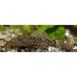 Ancistrus Sp . peste sanitar acvariu