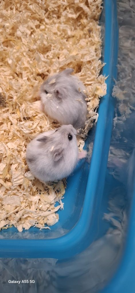 Pui hamsteri pitic 30 lei