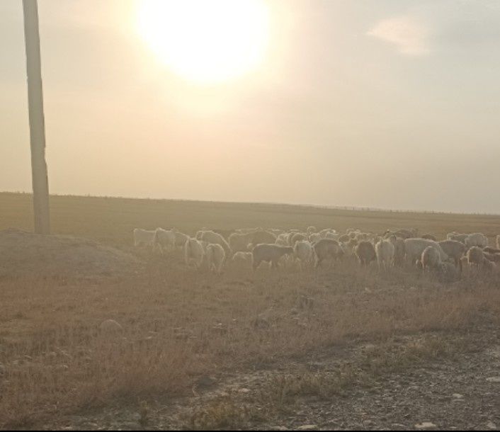 Буаз 40 бас ешкi 35 мыннан сатылады