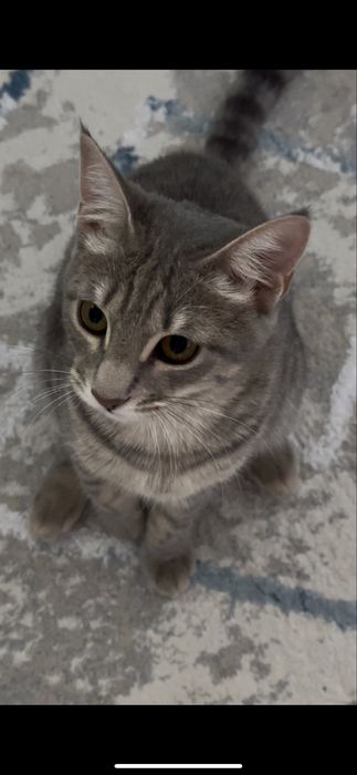 Отдам котят бесплатно в хорошие добрые руки