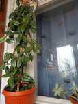 Plante ornamentale