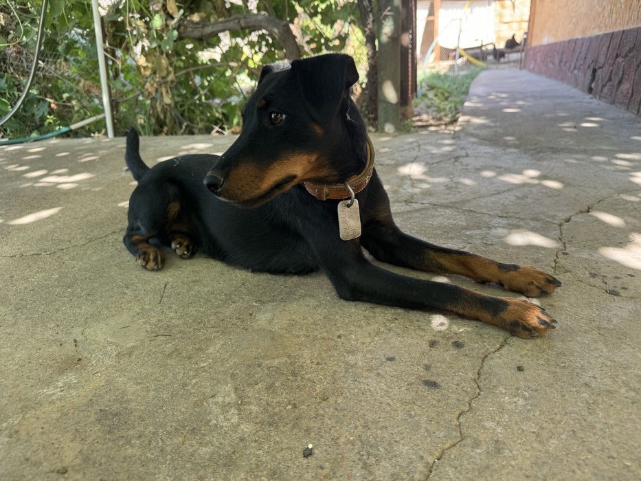 Продается охотничья собака Ягдтерьер