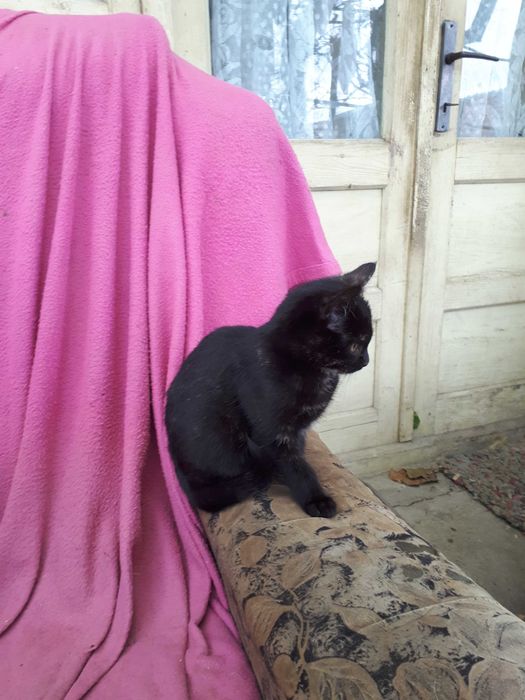 Pui de pisică, drăgălași, mama foarte bună la prinderea șoarecilor