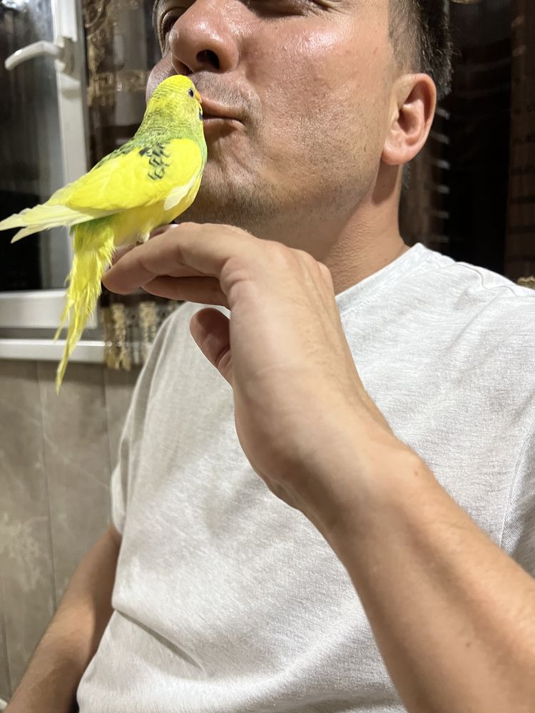 Продается говорящий попугай Кеша