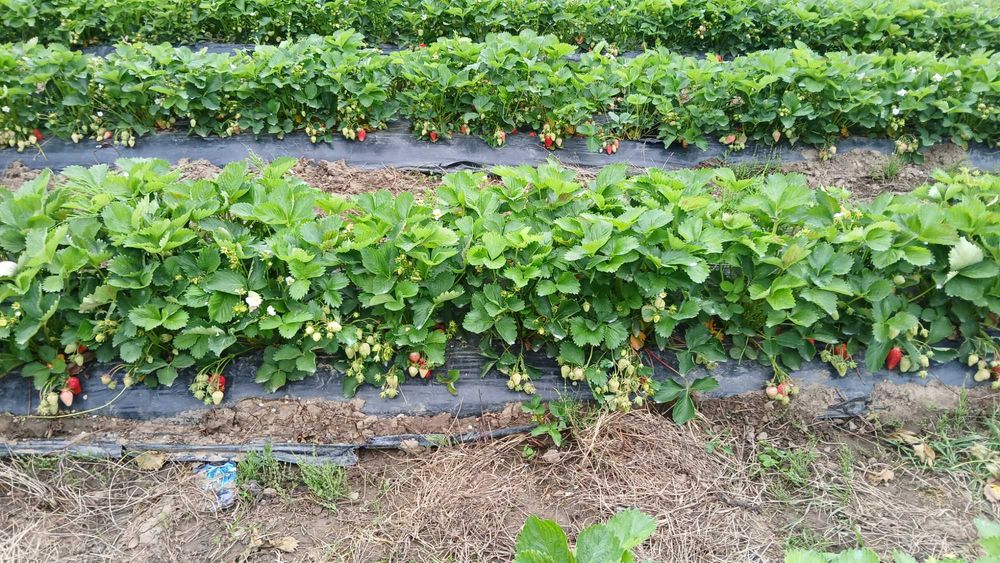 Разсад ягоди холандски и италянски сортове