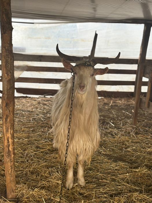 Vând țap tânăr  sau schimb