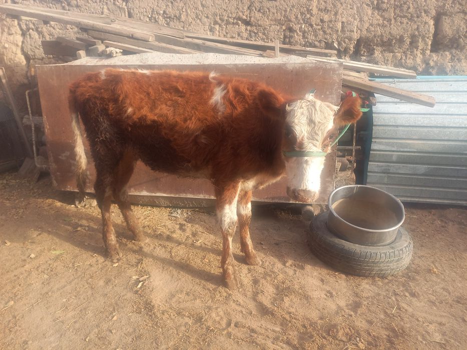 Тоқал қашар сатылады