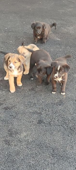 Бесплатно щенки!