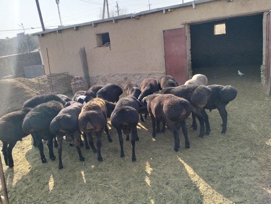 6 oylik quziquchqor 67 dond bor 76 min kg jivoy