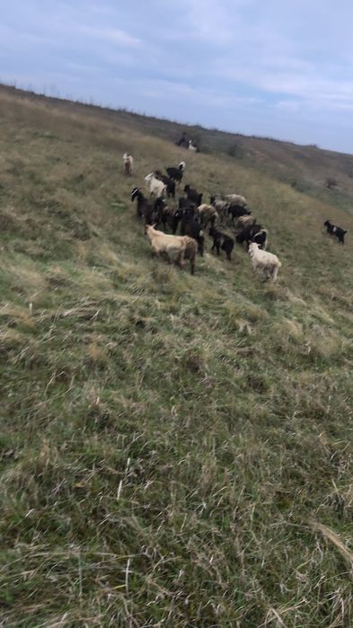 Capre,tienere si iede